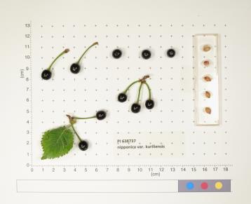 Click for 3 image(s) for this accession. FRUIT